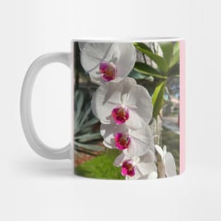 White Orchids With Pink Mug